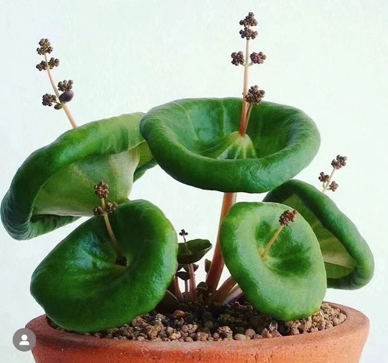 RARE SUCCULENTS Bulbs